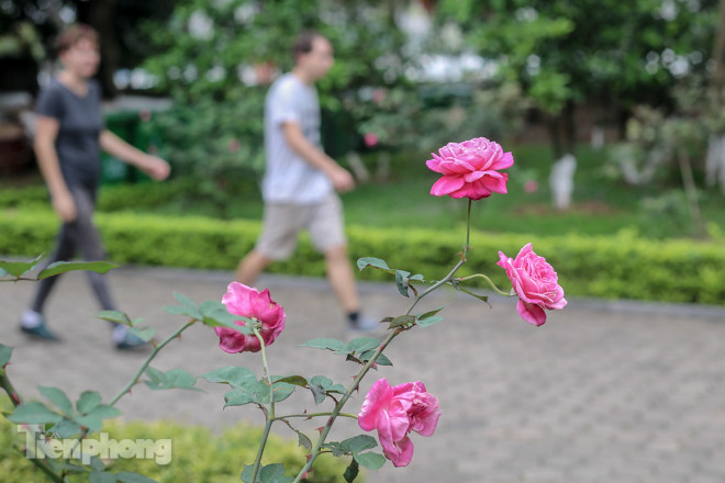 Vườn hồng cổ khoe sắc ở Hoàng Thành Thăng Long ảnh 3