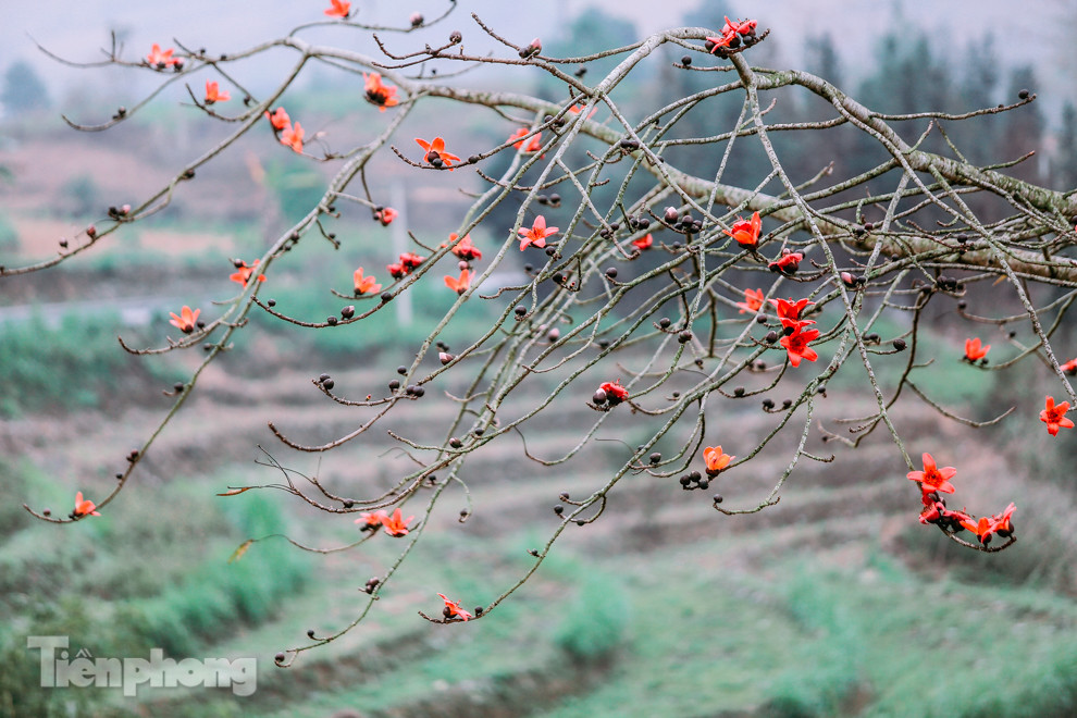 Ngẩn ngơ mùa hoa gạo vùng cao nguyên đá Hà Giang ảnh 6