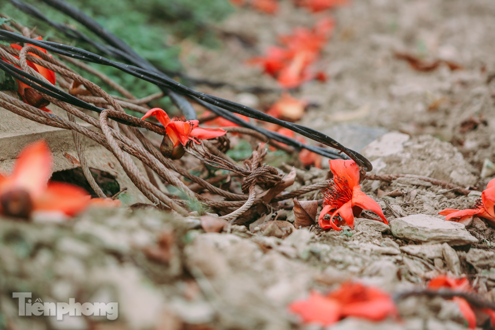 Ngẩn ngơ mùa hoa gạo vùng cao nguyên đá Hà Giang ảnh 14