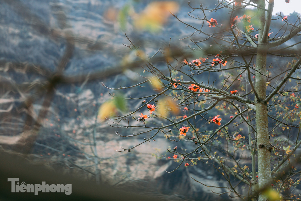 Ngẩn ngơ mùa hoa gạo vùng cao nguyên đá Hà Giang ảnh 15