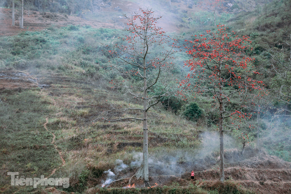 Ngẩn ngơ mùa hoa gạo vùng cao nguyên đá Hà Giang ảnh 16