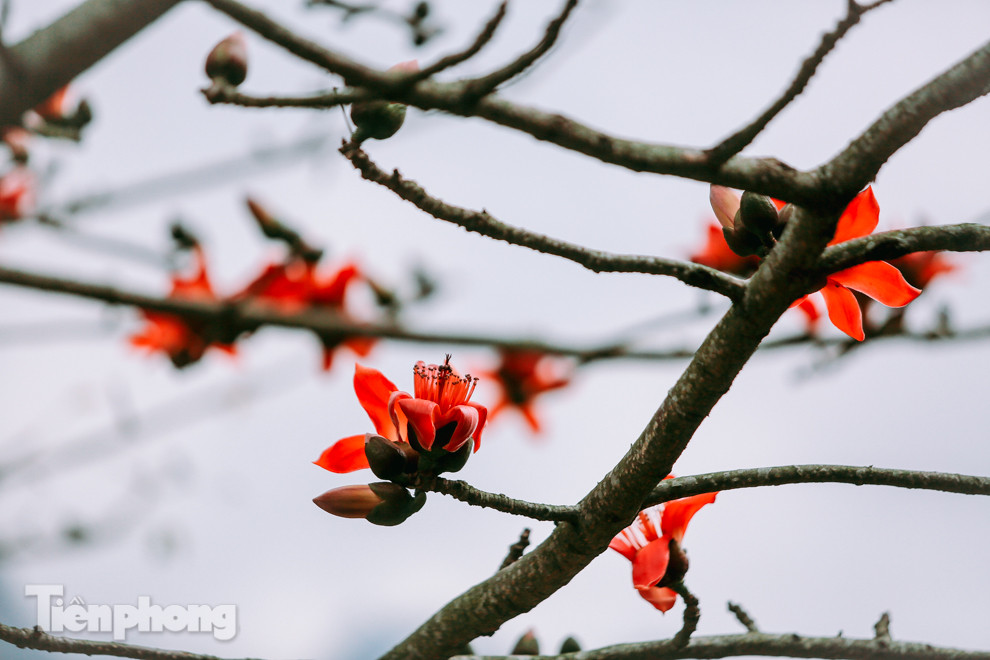 Ngẩn ngơ mùa hoa gạo vùng cao nguyên đá Hà Giang ảnh 12