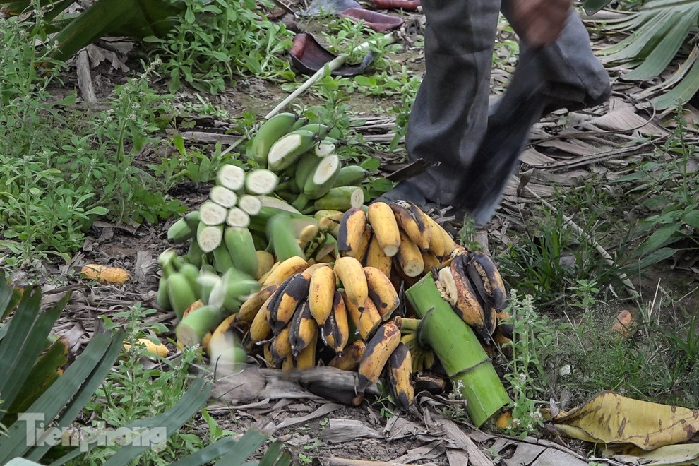 Nông dân Hưng Yên tự chặt bỏ hàng trăm gốc chuối ảnh 10