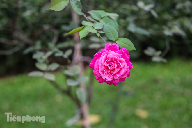 Vườn hồng cổ khoe sắc ở Hoàng Thành Thăng Long ảnh 9