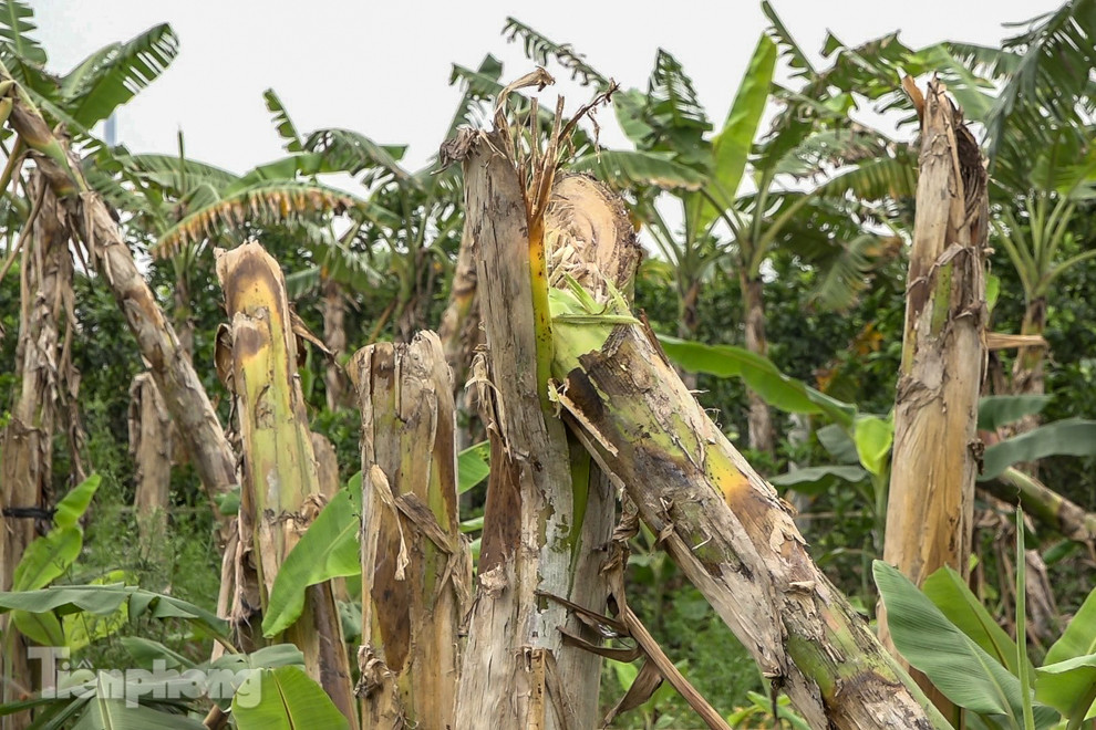 Nông dân Hưng Yên tự chặt bỏ hàng trăm gốc chuối ảnh 9