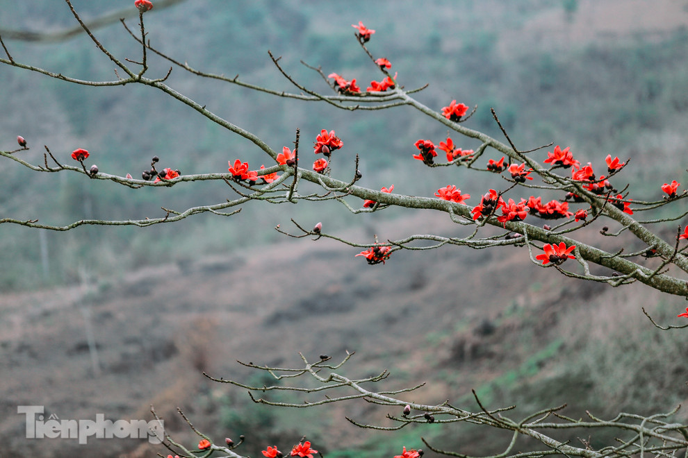 Ngẩn ngơ mùa hoa gạo vùng cao nguyên đá Hà Giang ảnh 5