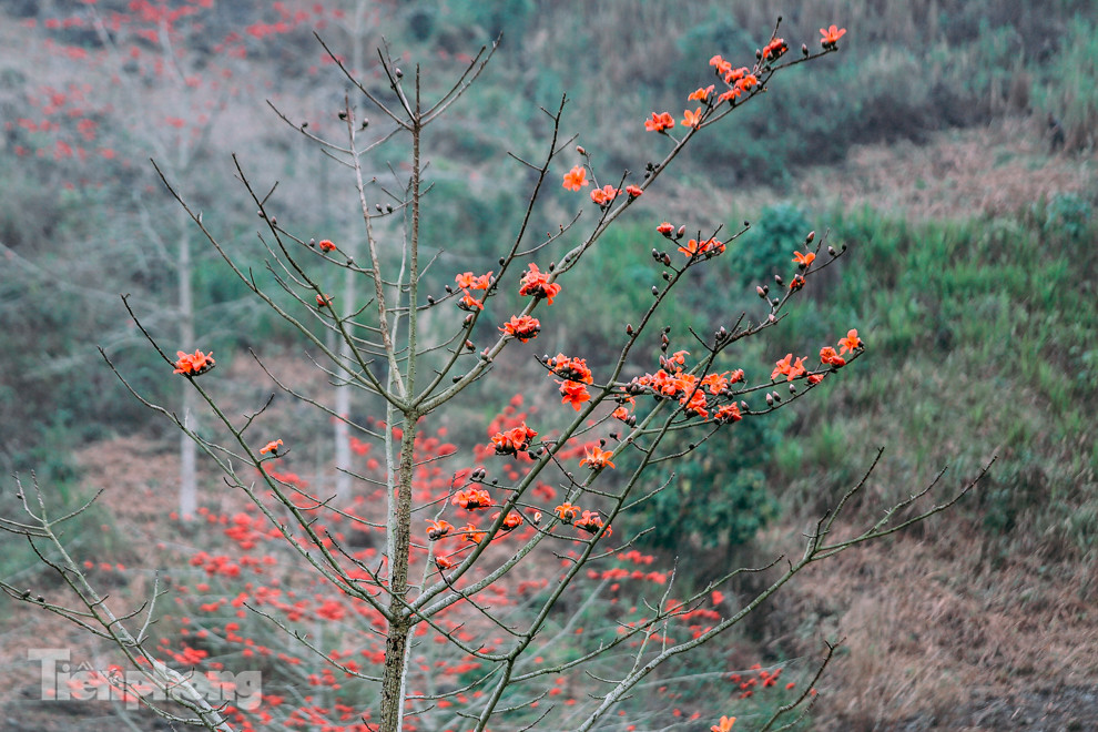 Ngẩn ngơ mùa hoa gạo vùng cao nguyên đá Hà Giang ảnh 3