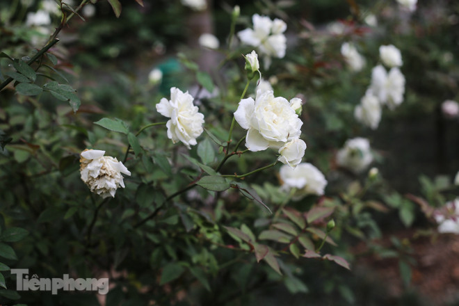 Vườn hồng cổ khoe sắc ở Hoàng Thành Thăng Long ảnh 13