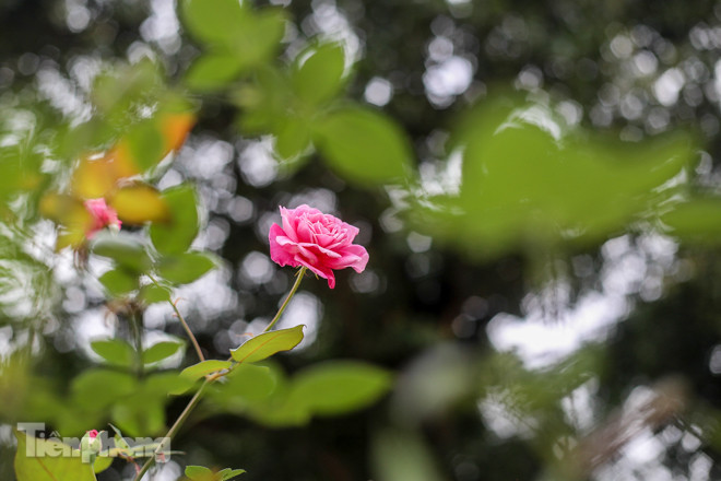 Vườn hồng cổ khoe sắc ở Hoàng Thành Thăng Long ảnh 11