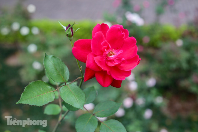 Vườn hồng cổ khoe sắc ở Hoàng Thành Thăng Long ảnh 12