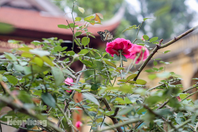 Vườn hồng cổ khoe sắc ở Hoàng Thành Thăng Long ảnh 14