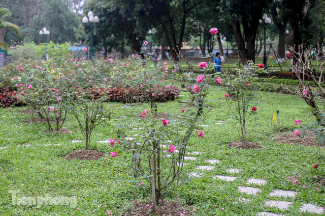 Vườn hồng cổ khoe sắc ở Hoàng Thành Thăng Long ảnh 1