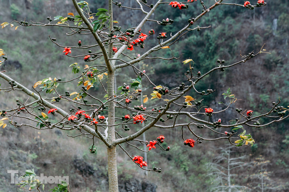 Ngẩn ngơ mùa hoa gạo vùng cao nguyên đá Hà Giang ảnh 7