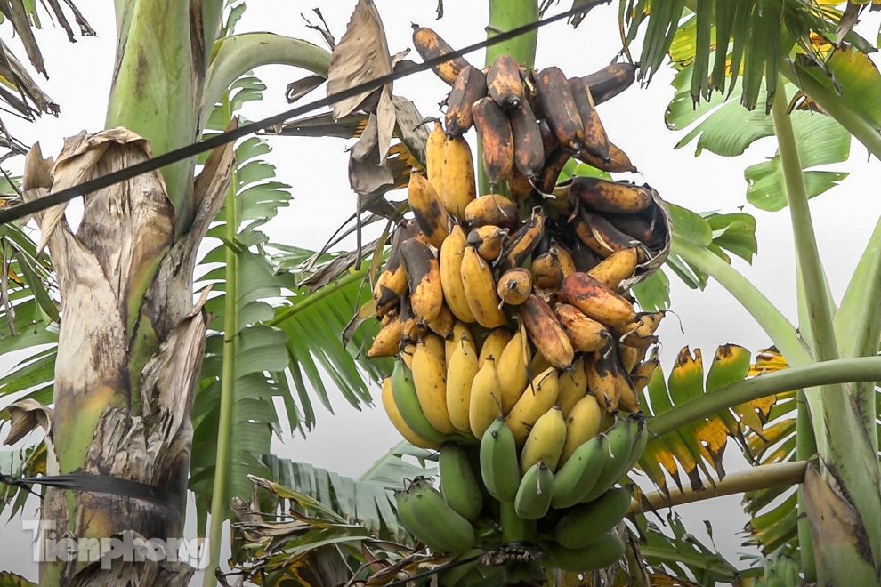 Nông dân Hưng Yên tự chặt bỏ hàng trăm gốc chuối ảnh 3