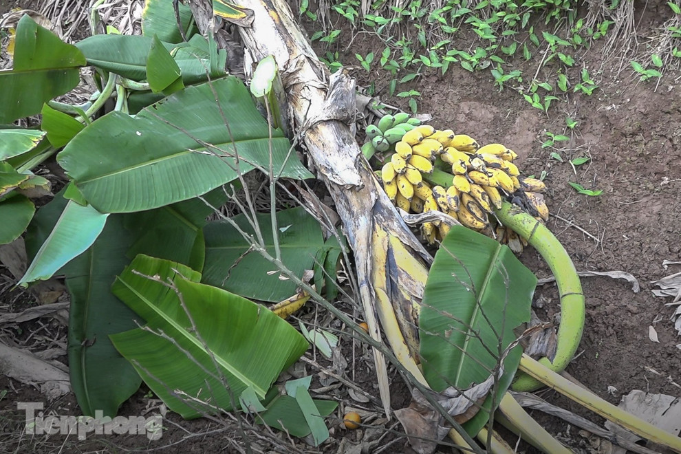 Nông dân Hưng Yên tự chặt bỏ hàng trăm gốc chuối ảnh 5
