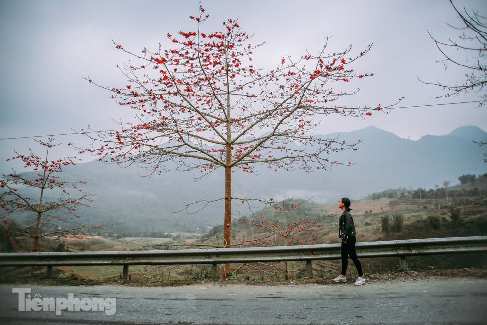 Ngẩn ngơ mùa hoa gạo vùng cao nguyên đá Hà Giang ảnh 4