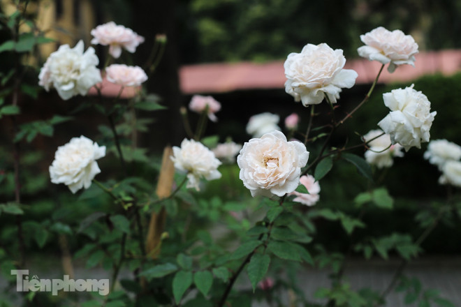 Vườn hồng cổ khoe sắc ở Hoàng Thành Thăng Long ảnh 4