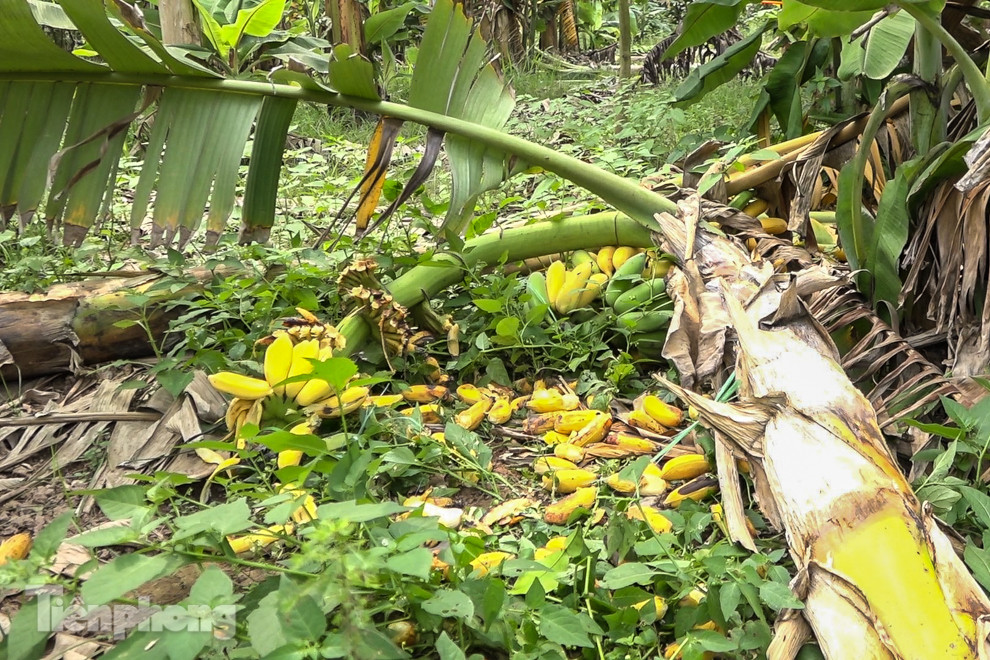 Nông dân Hưng Yên tự chặt bỏ hàng trăm gốc chuối ảnh 8