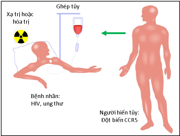 Người thứ 2 trên thế giới chữa khỏi bệnh HIV ảnh 1