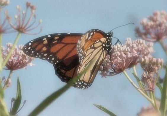 Đời người là hữu hạn, nhưng chúng ta vẫn sống như thể nó kéo dài vô hạn ảnh 2