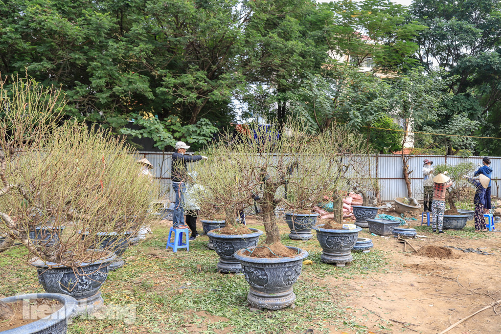 Chưa đến Tết, đào thế và bưởi cảnh giá 'khủng' đã bày khắp phố Hà Nội ảnh 5