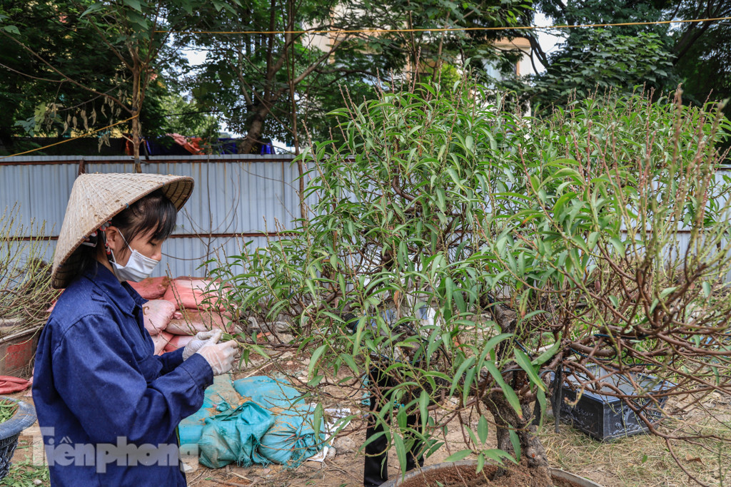 Chưa đến Tết, đào thế và bưởi cảnh giá 'khủng' đã bày khắp phố Hà Nội ảnh 6