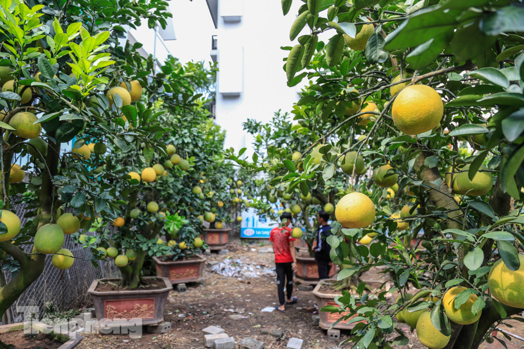 Chưa đến Tết, đào thế và bưởi cảnh giá 'khủng' đã bày khắp phố Hà Nội ảnh 8