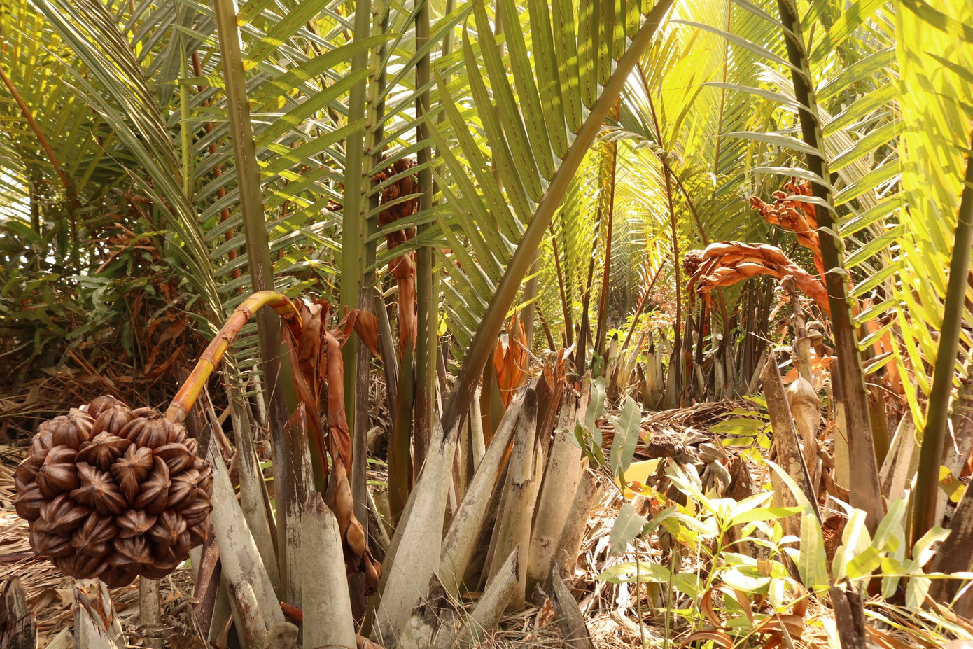Chàng kỹ sư trẻ 'hoá phép' bắt cây dừa nước tiết ra mật ảnh 1