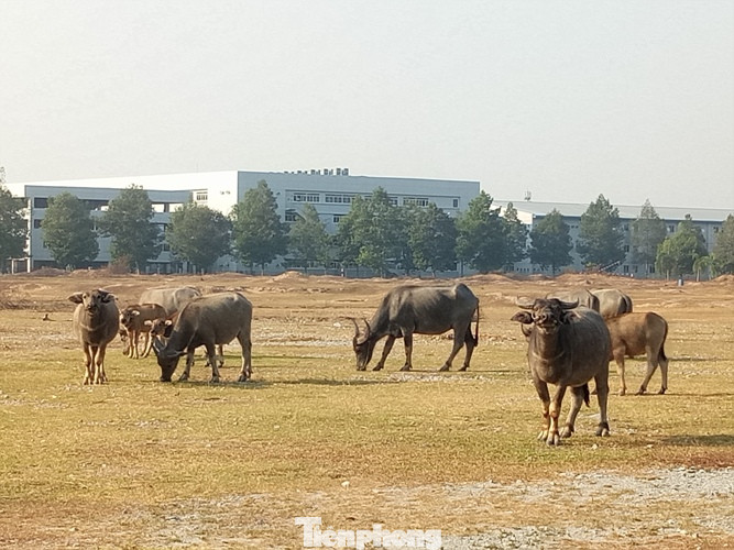 Cận cảnh khu công nghiệp ‘đắp chiếu’ 16 năm ở Bình Dương ảnh 8