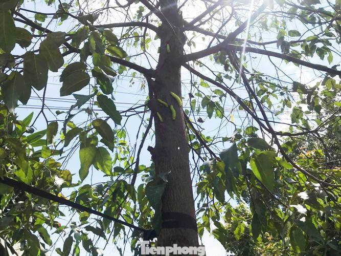 Sau cơn mưa, sâu ‘khổng lồ’ ăn trụi lá hàng loạt cây xanh ở Bình Dương ảnh 5