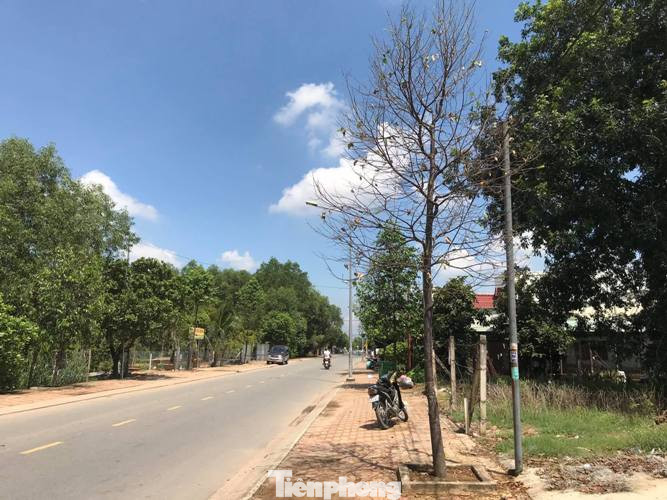 Sau cơn mưa, sâu ‘khổng lồ’ ăn trụi lá hàng loạt cây xanh ở Bình Dương ảnh 7