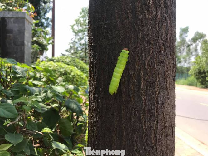 Sau cơn mưa, sâu ‘khổng lồ’ ăn trụi lá hàng loạt cây xanh ở Bình Dương ảnh 2