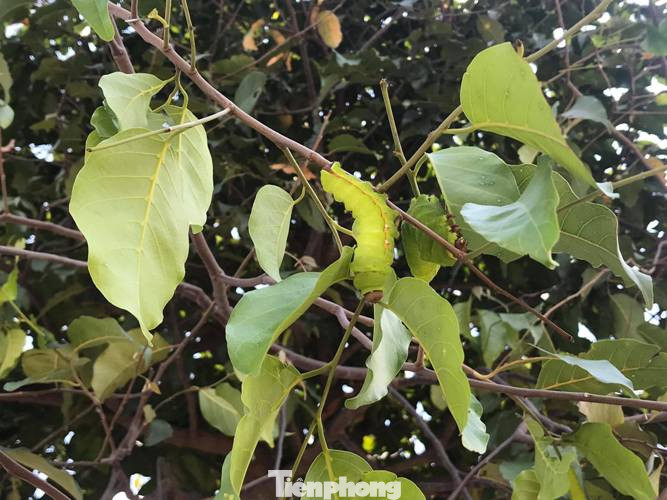 Sau cơn mưa, sâu ‘khổng lồ’ ăn trụi lá hàng loạt cây xanh ở Bình Dương ảnh 3