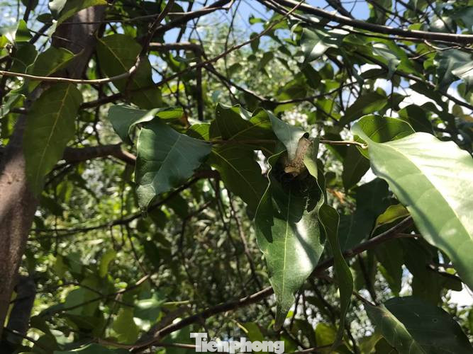 Sau cơn mưa, sâu ‘khổng lồ’ ăn trụi lá hàng loạt cây xanh ở Bình Dương ảnh 4