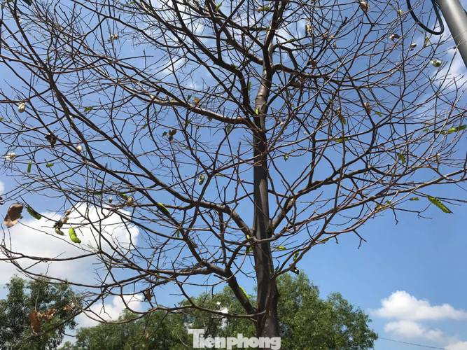 Sau cơn mưa, sâu ‘khổng lồ’ ăn trụi lá hàng loạt cây xanh ở Bình Dương ảnh 6