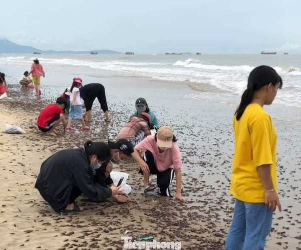 Người dân Quảng Bình nhận 'lộc trời' chưa từng thấy sau cơn bão đi qua ảnh 1