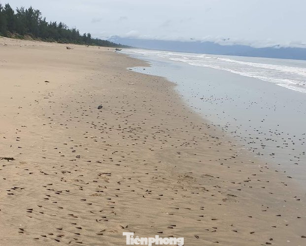 Người dân Quảng Bình nhận 'lộc trời' chưa từng thấy sau cơn bão đi qua ảnh 2