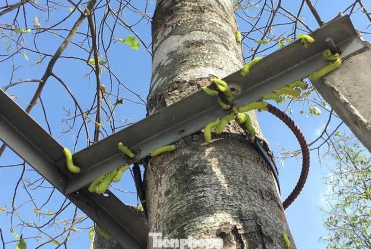 Sau cơn mưa, sâu ‘khổng lồ’ ăn trụi lá hàng loạt cây xanh ở Bình Dương ảnh 1