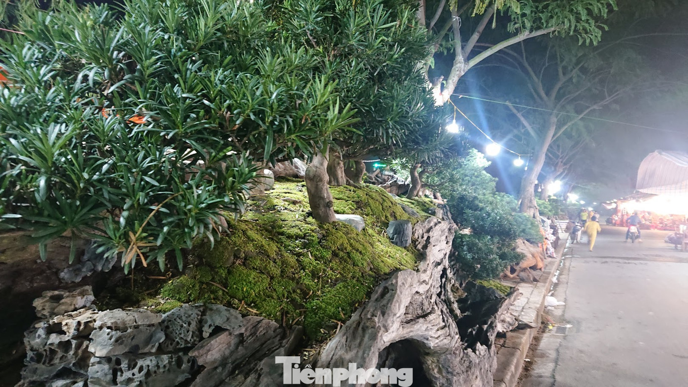 Mãn nhãn với cổng bằng cây đồ sộ 30 năm tuổi tại hội chợ sinh vật cảnh ảnh 6