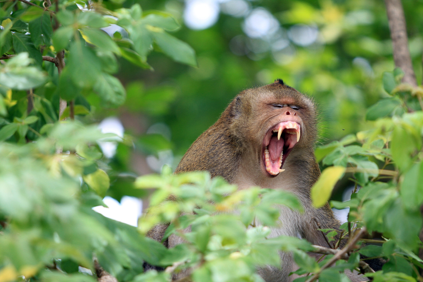 Covid-19: Hệ lụy và... hy vọng ảnh 1