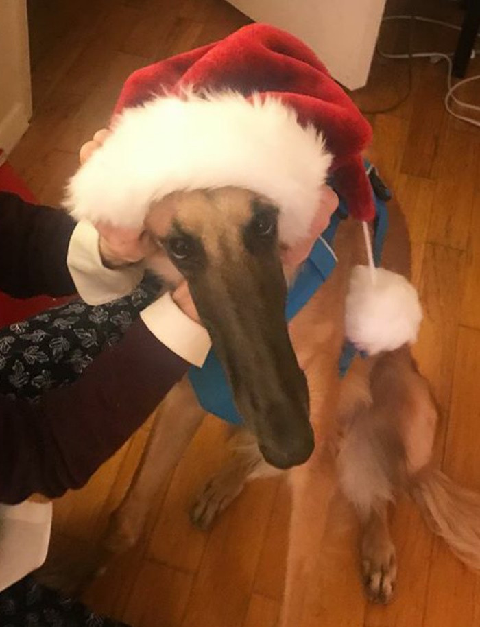 Gặp gỡ em cún có chiếc mõm dài nhất thế giới với hơn 78.000 người follow ảnh 6