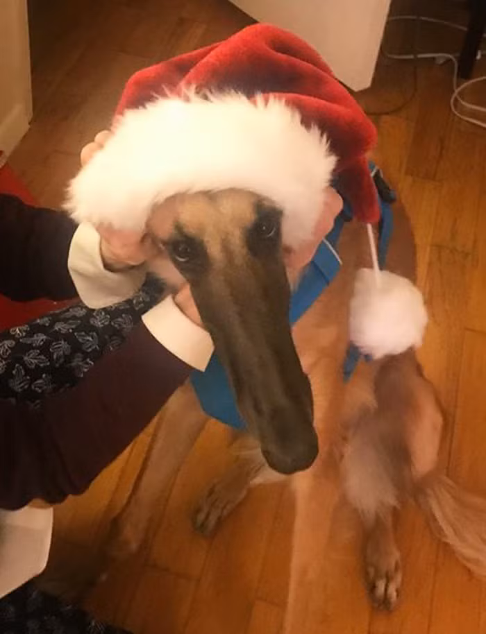 Gặp gỡ em cún có chiếc mõm dài nhất thế giới với hơn 78.000 người follow ảnh 6