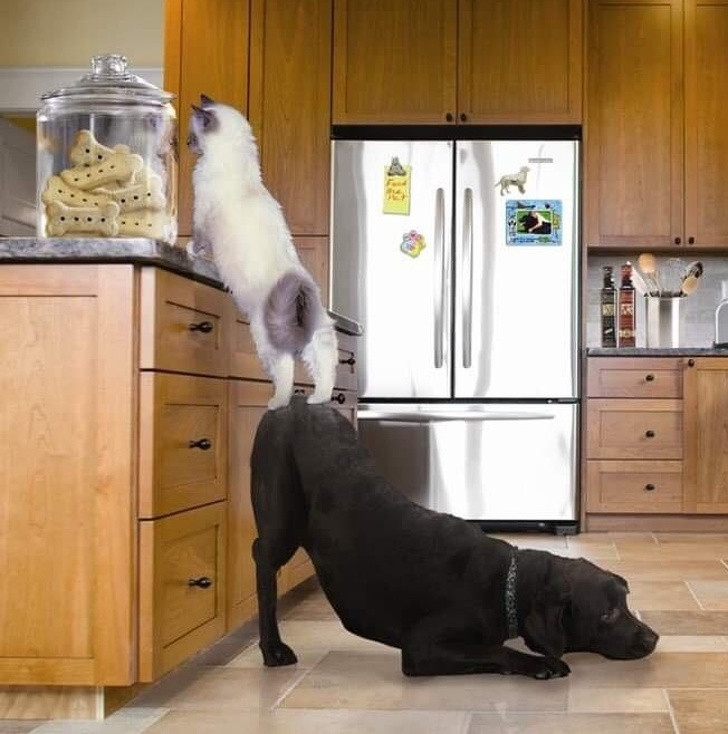 Tan chảy trước tình yêu bất chấp giống loài của hội thú cưng ảnh 8