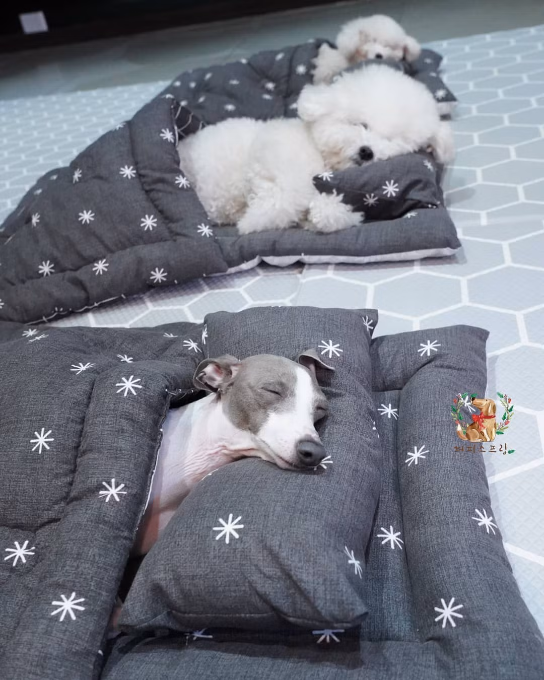 Trường mẫu giáo dành riêng cho các chú chó, cũng học hành, bán trú như ai! ảnh 4