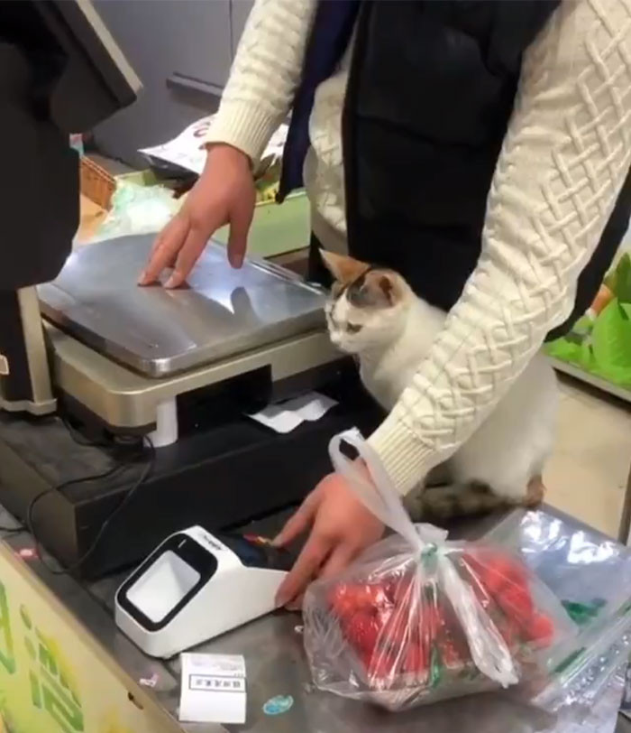 Nghìn lẻ một tư thế của mèo cưng khi nhận trọng trách “trợ lý bán hàng" ảnh 3