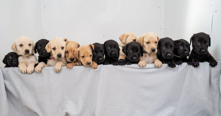 Cả thế giới thán phục với ca sinh 14 của một “bà mẹ” đặc biệt tại Anh ảnh 1