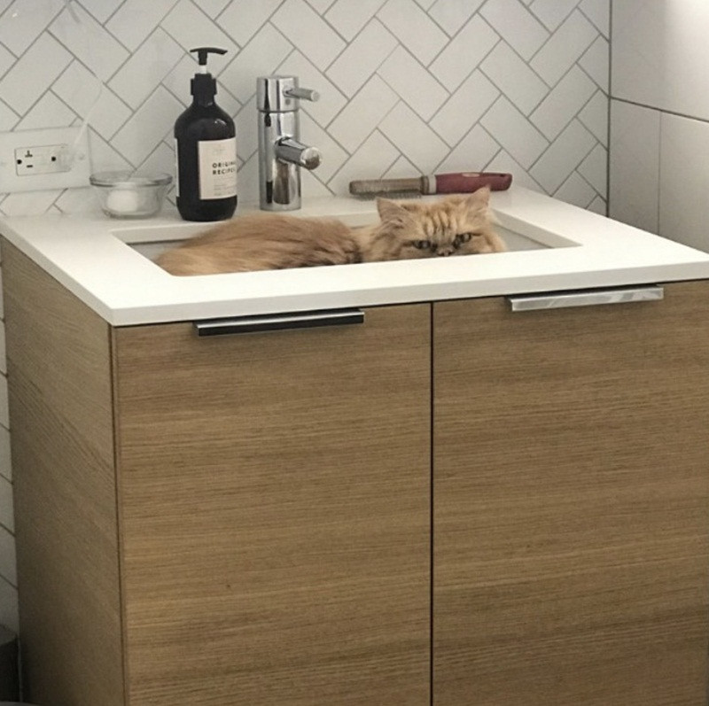 Khi “đại boss” cùng hưởng ứng lời kêu gọi “ở nhà mùa dịch“ ảnh 6