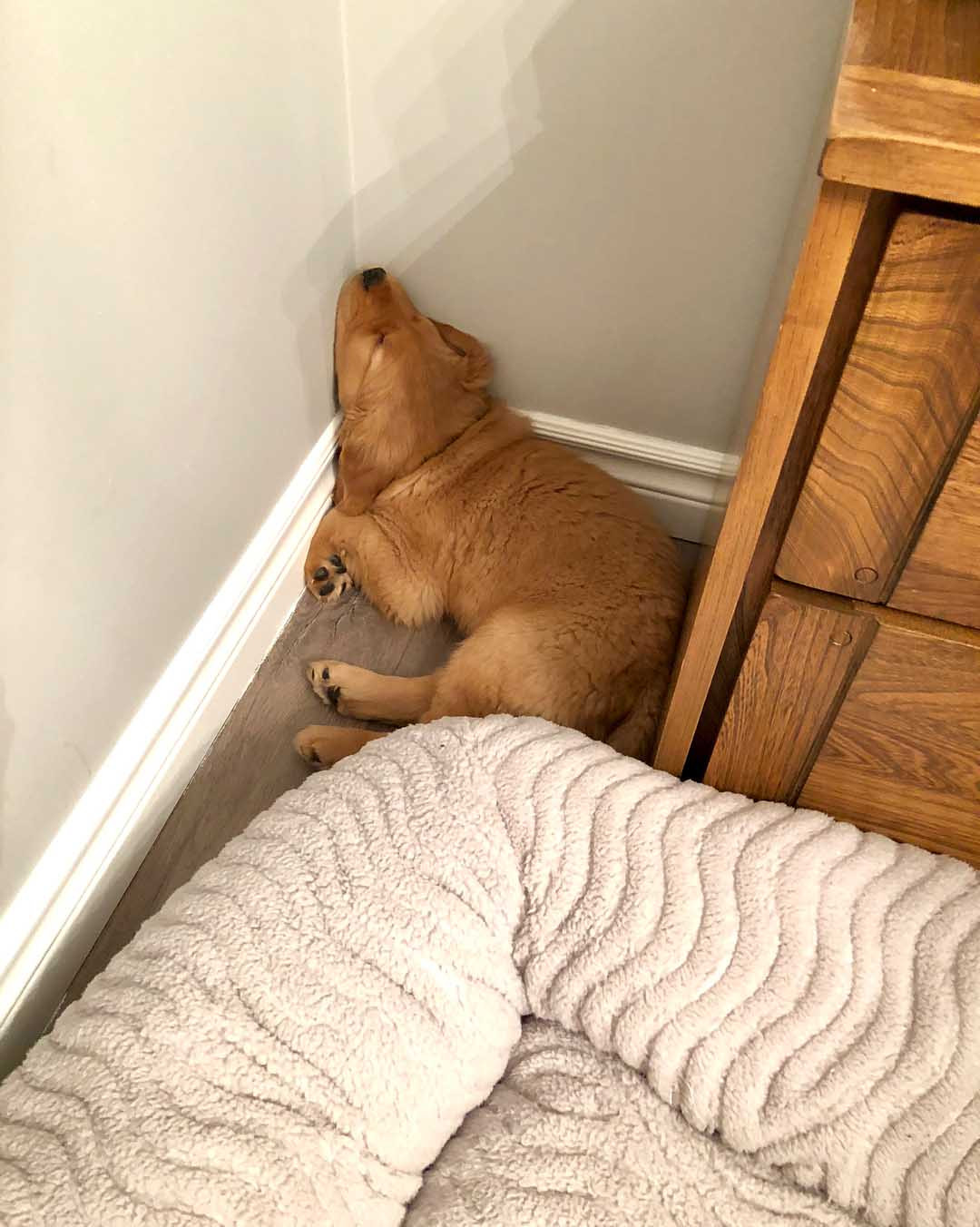 Những tư thế ngủ siêu hài của "boss cưng" giúp phá tan cơn buồn chán của "sen" ảnh 1