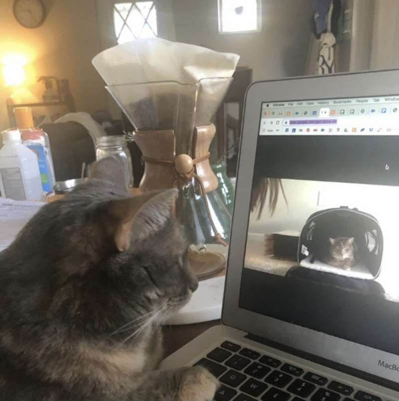 Khi “đại boss” cùng hưởng ứng lời kêu gọi “ở nhà mùa dịch“ ảnh 2