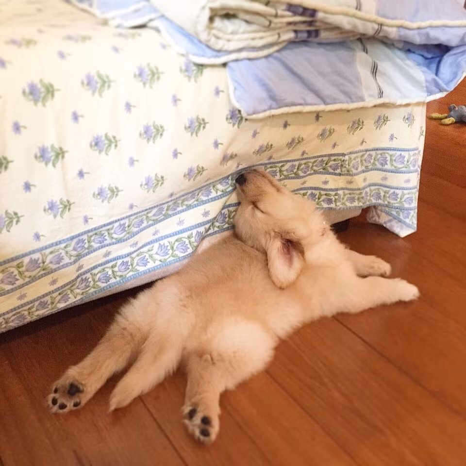 Những tư thế ngủ siêu hài của "boss cưng" giúp phá tan cơn buồn chán của "sen" ảnh 8